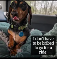 Millie, a female Miniature Dachshund for sale in Ravenna, OH – 8 of 10