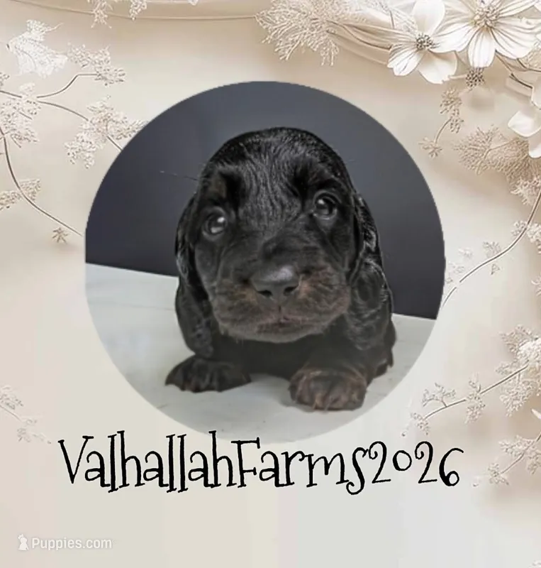 Rocky – Miniature Dachshund puppy for sale in Ravenna, OH