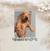 Vincent, a male Miniature Dachshund for sale in Ravenna, OH – 3 of 3
