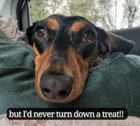 Millie, a female Miniature Dachshund for sale in Ravenna, OH – 9 of 10