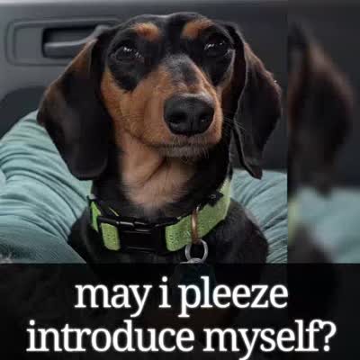 Millie, a female Miniature Dachshund for sale in Ravenna, OH – 5 of 10