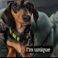 Millie, a female Miniature Dachshund for sale in Ravenna, OH – 10 of 10