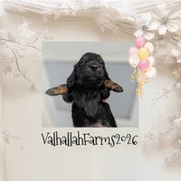 Rocky, a male Miniature Dachshund for sale in Ravenna, OH – 2 of 5