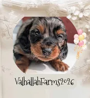 Rebel, a male Miniature Dachshund for sale in Ravenna, OH – 3 of 7