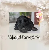 Rocky, a male Miniature Dachshund for sale in Ravenna, OH – 5 of 5