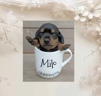 Milo, a male Miniature Dachshund for sale in Ravenna, OH – 3 of 3
