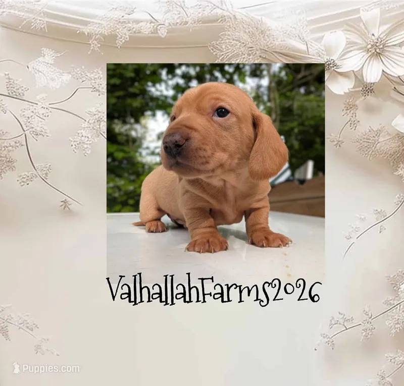 Vincent – Miniature Dachshund puppy for sale in Ravenna, OH