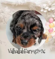 Rebel, a male Miniature Dachshund for sale in Ravenna, OH – 5 of 7