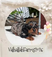 Rebel, a male Miniature Dachshund for sale in Ravenna, OH – 2 of 7