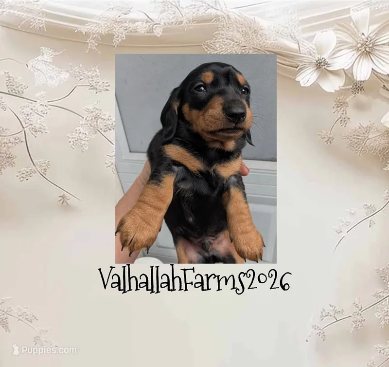 Milo – Miniature Dachshund puppy for sale in Ravenna, OH