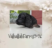 Rocky, a male Miniature Dachshund for sale in Ravenna, OH – 3 of 5