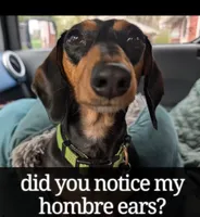 Millie, a female Miniature Dachshund for sale in Ravenna, OH – 4 of 10