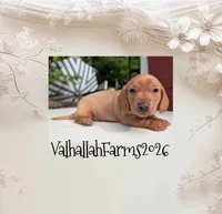 Vincent, a male Miniature Dachshund for sale in Ravenna, OH – 2 of 3