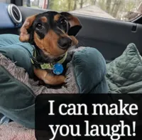 Millie, a female Miniature Dachshund for sale in Ravenna, OH – 6 of 10
