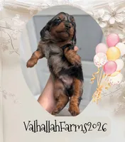 Rebel, a male Miniature Dachshund for sale in Ravenna, OH – 4 of 7