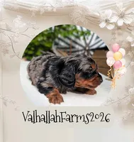 Rebel, a male Miniature Dachshund for sale in Ravenna, OH – 6 of 7