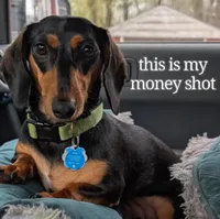Millie, a female Miniature Dachshund for sale in Ravenna, OH – 2 of 10