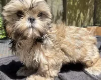 Jack, a male Shih Tzu for sale in Macclenny, FL – 4 of 6