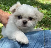 Winter, a female Maltese and Shih Tzu for sale in Macclenny, FL – Photo 1 of 8