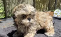 Jack, a male Shih Tzu for sale in Macclenny, FL – 5 of 6