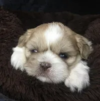 Goldie, a female Maltese and Shih Tzu for sale in Macclenny, FL – Photo 1 of 8