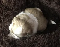 Goldie, a female Maltese and Shih Tzu for sale in Macclenny, FL – Photo 6 of 8