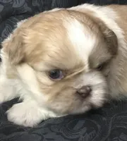 Goldie, a female Maltese and Shih Tzu for sale in Macclenny, FL – Photo 3 of 8