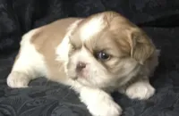 Goldie, a female Maltese and Shih Tzu for sale in Macclenny, FL – Photo 4 of 8