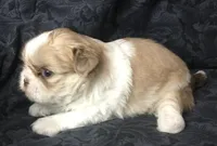 Goldie, a female Maltese and Shih Tzu for sale in Macclenny, FL – Photo 5 of 8