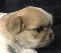 Goldie, a female Maltese and Shih Tzu for sale in Macclenny, FL – Photo 2 of 8