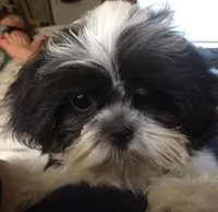 Sophie, a female Shih Tzu for sale in Macclenny, FL – Photo 3 of 3