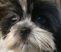 Sophie, a female Shih Tzu for sale in Macclenny, FL – Photo 2 of 3