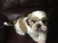 Dutch, a male Shih Tzu for sale in Macclenny, FL – Photo 6 of 9