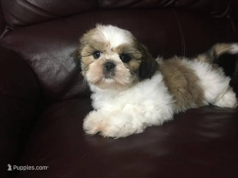 Dutch, a male Shih Tzu for sale in Macclenny, FL – Photo 1 of 9