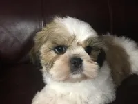 Dutch, a male Shih Tzu for sale in Macclenny, FL – Photo 9 of 9