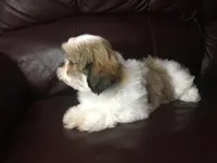 Dutch, a male Shih Tzu for sale in Macclenny, FL – Photo 7 of 9