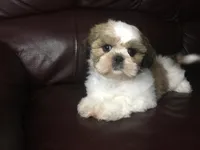 Dutch, a male Shih Tzu for sale in Macclenny, FL – Photo 2 of 9