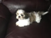 Dutch, a male Shih Tzu for sale in Macclenny, FL – Photo 8 of 9