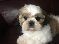 Dutch, a male Shih Tzu for sale in Macclenny, FL – Photo 5 of 9