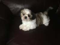 Dutch, a male Shih Tzu for sale in Macclenny, FL – Photo 4 of 9