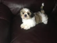 Dutch, a male Shih Tzu for sale in Macclenny, FL – Photo 3 of 9