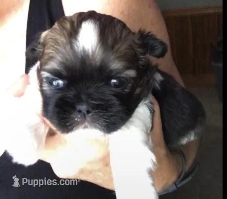 Sasha, a female Shih Tzu for sale in Macclenny, FL – Photo 1 of 3