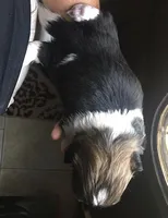 Sasha, a female Shih Tzu for sale in Macclenny, FL – Photo 3 of 3