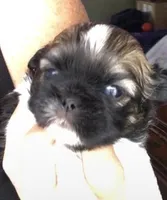 Sasha, a female Shih Tzu for sale in Macclenny, FL – Photo 2 of 3