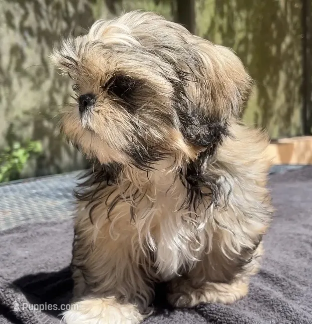 Jack – Shih Tzu puppy for sale in Macclenny, FL