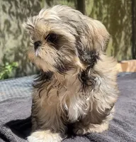 Jack, a male Shih Tzu for sale in Macclenny, FL – 1 of 6