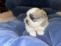 Silver Belle, a female Maltese and Shih Tzu for sale in Macclenny, FL – Photo 4 of 7