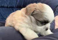 Silver Belle, a female Maltese and Shih Tzu for sale in Macclenny, FL – Photo 1 of 7