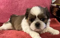 Tucker, a male Shih Tzu for sale in Macclenny, FL – Photo 2 of 4