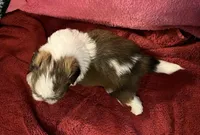 Tucker, a male Shih Tzu for sale in Macclenny, FL – Photo 3 of 4